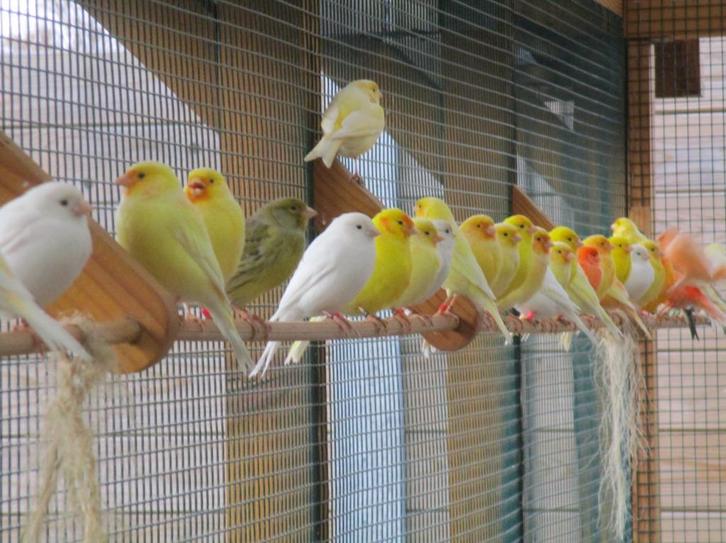 Mooie, verzorgde kanaries - forse koppels , zangers !, Dieren en Toebehoren, Vogels | Kanaries