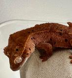 Wimpergekko 2025, Dieren en Toebehoren, Reptielen en Amfibieën