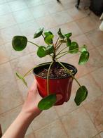 Pannenkoekenplant, Huis en Inrichting, Kamerplanten, Overige soorten, Minder dan 100 cm, Halfschaduw, Bloeiende kamerplant