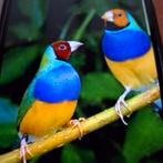 Zoek koppels gouldamadines., Dieren en Toebehoren