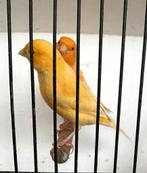 Kanaries, Dieren en Toebehoren, Vogels | Kanaries, Mannelijk, Zangkanarie