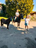 Welsh B merrie met merrie veulen, Merrie, B, Gechipt