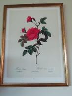 2 litho's in originele oude kader, rozen, Antiek en Kunst, Kunst | Litho's en Zeefdrukken, Ophalen