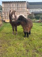Gezocht minipaardjes merrie, Dieren en Toebehoren, Pony's, Merrie