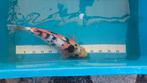 3 Japanse koi s, Karper of Koi