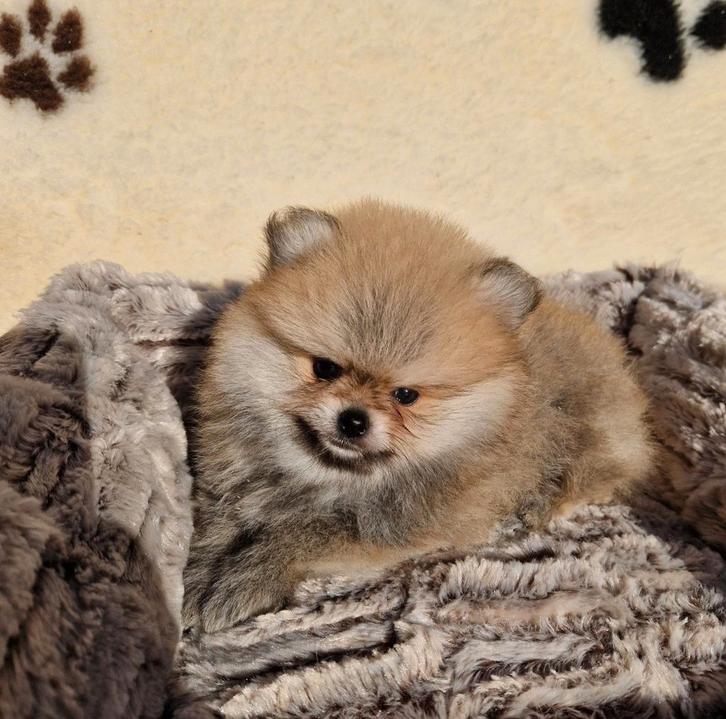 Dwergkees pomeranian pups, Dieren en Toebehoren, Honden | Poolhonden, Keeshonden en Oertypen, Reu, Keeshond, Fokker | Hobbymatig