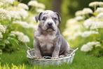 PRACHTIGE AMERICAN BULLY PUPS, België, Overige rassen, 8 tot 15 weken, CDV (hondenziekte)