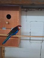 Rosellas en pennant
