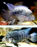 Hatiensis cichliden, Dieren en Toebehoren, Vis, Zoetwatervis