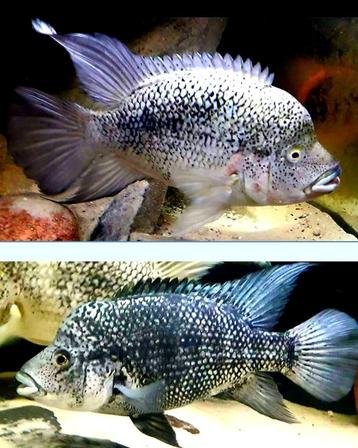 Hatiensis cichliden beschikbaar voor biedingen