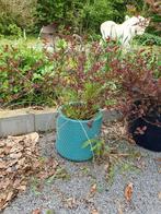 Verkoop van diverse plantendecoraties, Ophalen