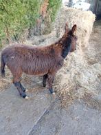 Lief ezeltje, Animaux & Accessoires, Moutons, Chèvres & Cochons