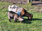 Dwerggeit met lam, Animaux & Accessoires