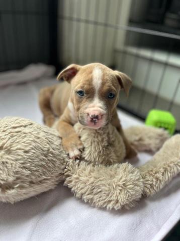 Amerikaanse Stafford pup( brindle blauw) reutje. beschikbaar voor biedingen
