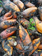 Voederbieten, Enlèvement