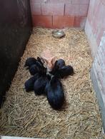 Duitse reuzen, Dieren en Toebehoren, Konijnen