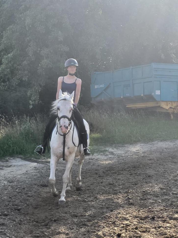 Lesgever/rijles gezocht (zonder eigen paard!!), Dieren en Toebehoren, Stalling en Weidegang