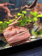 Crevette Neocaridina