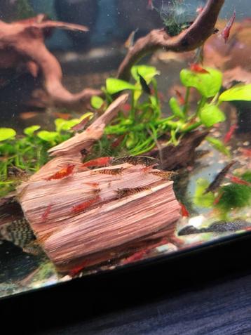 Crevette Neocaridina  beschikbaar voor biedingen