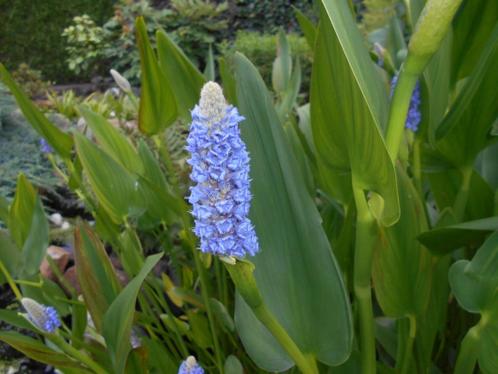vijverplanten, hoornblad, zuurstofplanten, snoekkruid, krabb, Tuin en Terras, Vijvers, Ophalen