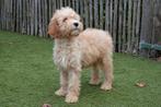 Prachtige Goldendoodle pup, Dieren en Toebehoren, België, Overige rassen, CDV (hondenziekte), 8 tot 15 weken