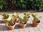 schijfcactus, Ophalen