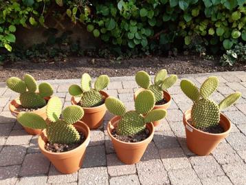 schijfcactus beschikbaar voor biedingen