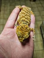 Couple reproducteurs   gecko amyes 2020, Dieren en Toebehoren, Reptielen en Amfibieën, Hagedis, 3 tot 6 jaar
