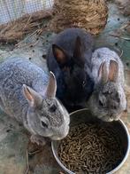 2 grijze kleurdwergjes, Dieren en Toebehoren, Konijnen, Mannelijk, Dwerg, 0 tot 2 jaar