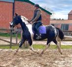 Knappe stevige ruin, Dieren en Toebehoren, Ruin, Zadelmak