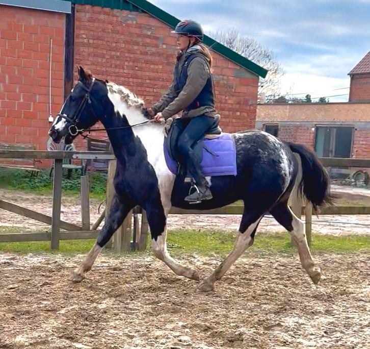 Knappe stevige ruin, Dieren en Toebehoren, Pony's, Ruin, Zadelmak