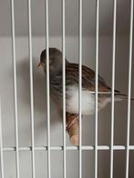 Five fancy  blauw  2025, Dieren en Toebehoren