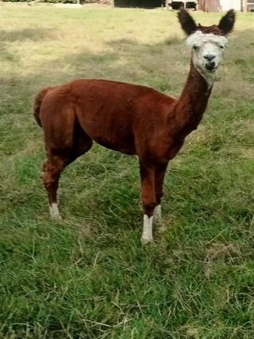  alpacahengst voor dekking beschikbaar voor biedingen