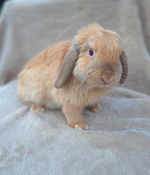 Heel klein handtam minilopje, Dieren en Toebehoren, Konijnen, Klein, Mannelijk, 0 tot 2 jaar, Hangoor