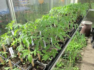 Tomatenplanten vele soorten