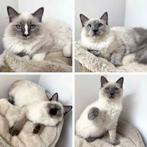 Schitterende Ragdoll kittens klaar voor een liefdevol thuis, Dieren en Toebehoren, Kater, Gechipt, 0 tot 2 jaar