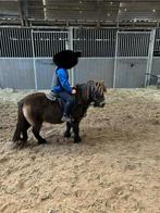Brave shetlandpony, Dieren en Toebehoren, Merrie, Gechipt, 11 jaar of ouder