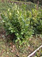 Prunus laurier, Ophalen of Verzenden, Laurier