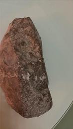 Fossiles d’ammonite dans pierre calcaire, Collections, Minéraux & Fossiles, Enlèvement, Fossile