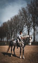 tuiger merrie 8 jaar, Dieren en Toebehoren, Merrie, Tuigpaard, Gechipt, 7 tot 10 jaar