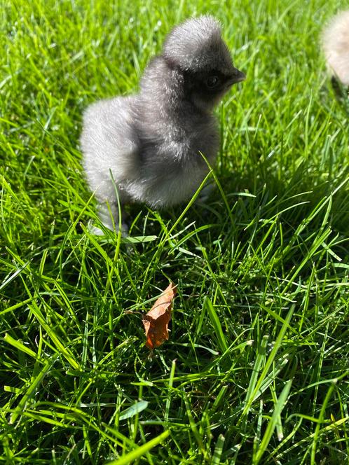 Kuikentjes USA Zijdehoen, Dieren en Toebehoren, Pluimvee, Kip, Geslacht onbekend