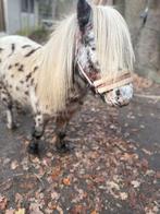 Appaloosa, Dieren en Toebehoren, Pony's, Hengst, A pony (tot 1.17m), Gechipt, 7 tot 10 jaar
