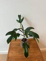 Philodendron Panduriforme, Ophalen of Verzenden