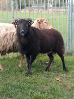 Mooie ram, Dieren en Toebehoren, Schapen, Geiten en Varkens, Schaap