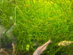 Aquarium planten anubias en guppygrass, Ophalen of Verzenden