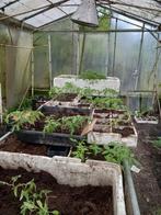 tomatenplanten, Tuin en Terras, Ophalen