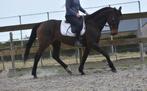Lieve en veelzijdige 13-jarige rijpaardmerrie, Dieren en Toebehoren, Paarden, Merrie, B, Gechipt, 160 tot 165 cm