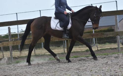 Lieve en veelzijdige 13-jarige rijpaardmerrie, Dieren en Toebehoren, Paarden, Merrie, B, 160 tot 165 cm, 11 jaar of ouder, Recreatiepaard