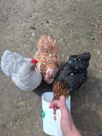 Cochin krielen, Dieren en Toebehoren, Pluimvee, Vrouwelijk, Kip