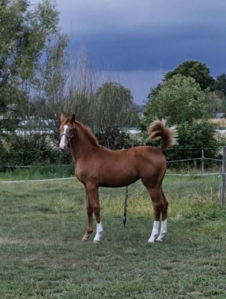 merrieveulen, Dieren en Toebehoren, Paarden, Merrie, Onbeleerd, 0 tot 2 jaar, Met stamboom, Gechipt, Ingeënt